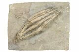 Crinoid (Scytalocrinus) Fossil - Crawfordsville, Indiana #188684-1